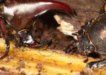 Xylotrupes Pubescens