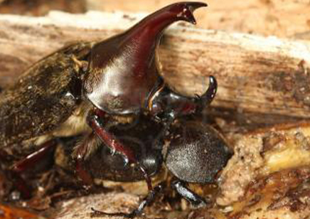 Xylotrupes Pubescens