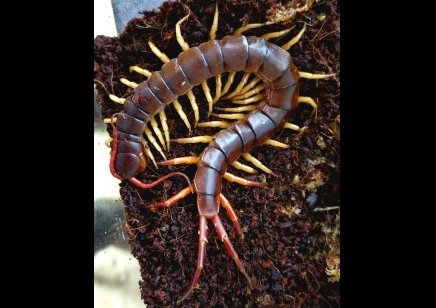 Scolopendra Subspinipes (Vietnam Yellow Leg)