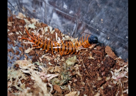 Scolopendra dehaani  