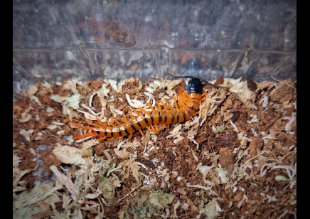 Scolopendra dehaani  