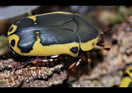 Pachnoda Sinuata (B15)...group of 5