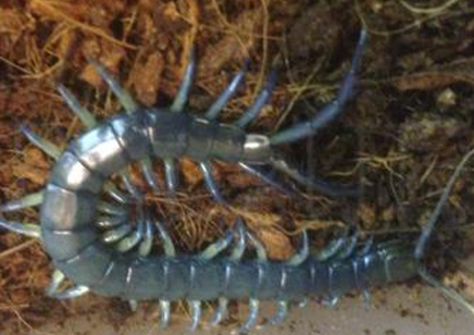 Hemiscolopendra Platei