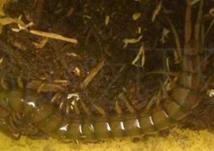 Scolopendra Alternans