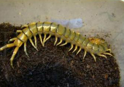 Scolopendra Angulata Angulata