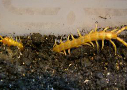 Scolopendra Cingulata yellow