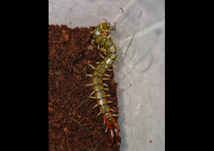 Scolopendra Cingulata