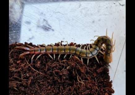 Scolopendra Cingulata