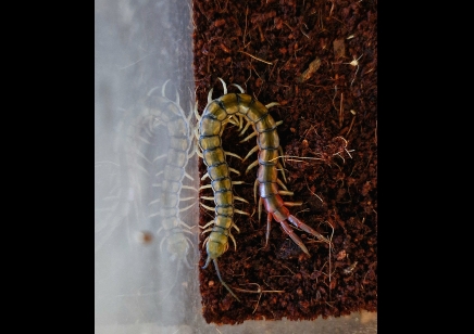 Scolopendra Cingulata