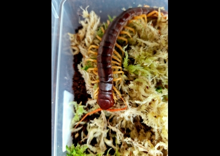 Scolopendra Dehaani (thai Giant Yellow Leg)