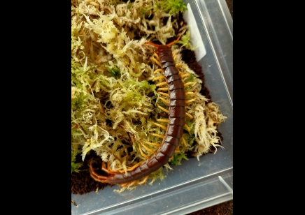 Scolopendra Dehaani (thai Giant Yellow Leg)