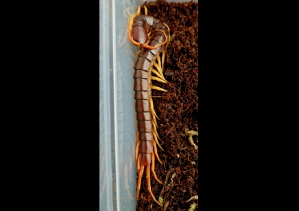 Scolopendra Dehaani (thai Giant Yellow Leg)