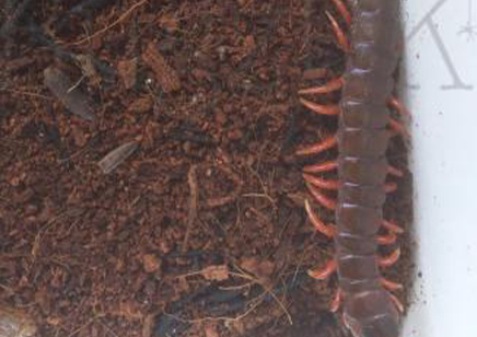 Scolopendra Dehaani (thai Giant Pink Leg)