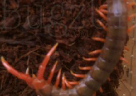 Scolopendra Dehaani (thai Giant Pink Leg)