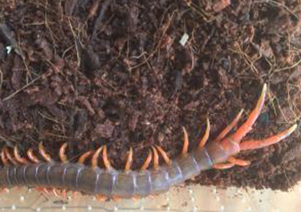 Scolopendra Dehaani (thai Giant Pink Leg)