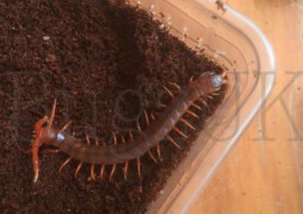 Scolopendra Dehaani (thai Giant Pink Leg)