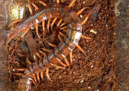 Scolopendra Dehaani china