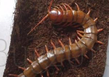 Scolopendra Dehaani..chinese