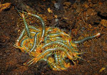 Scolopendra Galapagoensis