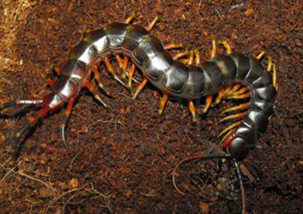 Scolopendra Galapagoensis