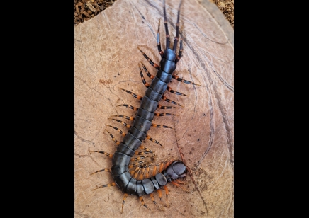 Scolopendra Hainanum..mottled