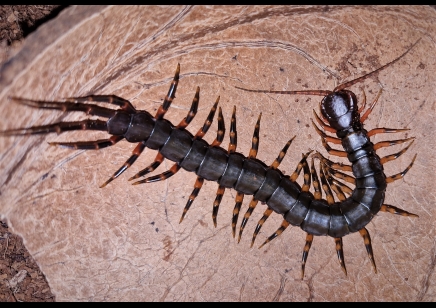 Scolopendra Hainanum..mottled