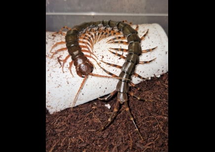 Scolopendra Hainanum..mottled