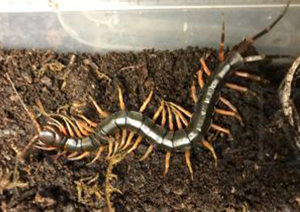 Scolopendra Hainanum.. (orange/yellow Leg)