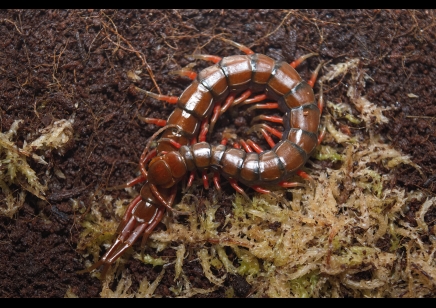 Scolopendra madagascarensis cf. subspinipes