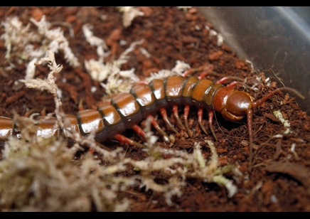 Scolopendra madagascarensis cf. subspinipes