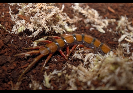 Scolopendra madagascarensis cf. subspinipes
