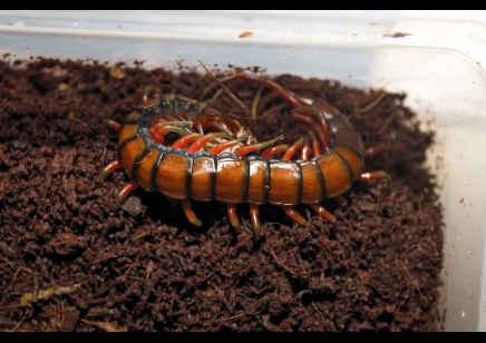 Scolopendra madagascarensis cf. subspinipes
