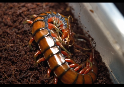 Scolopendra madagascarensis cf. subspinipes