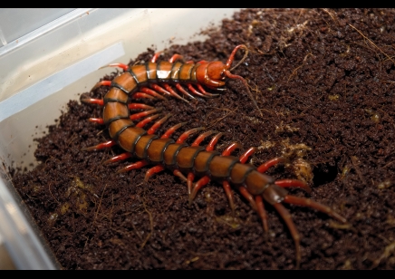 Scolopendra madagascarensis cf. subspinipes