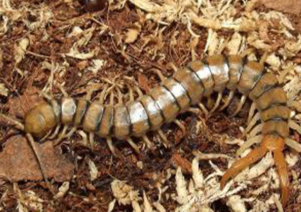 Scolopendra Morsitans brown head