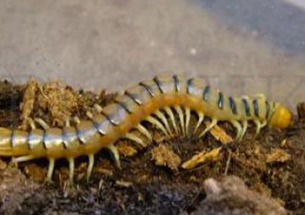 Scolopendra Morsitans... sinai