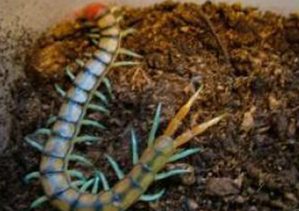 Scolopendra Morsitans..(blue Legged Red/black Headed Tiger)