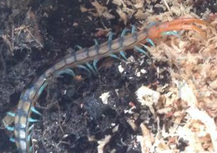 Scolopendra Morsitans..(blue Legged Red/black Headed Tiger)