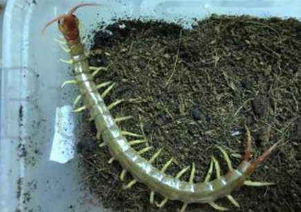 Scolopendra Mutilans ..(gold/albino)