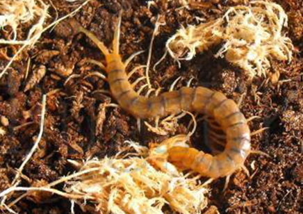 Scolopendra Polymorpha..sonoran