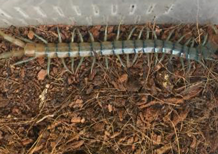 Scolopendra Polymorpha...sky Island Blue)