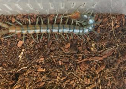 Scolopendra Polymorpha...sky Island Blue)