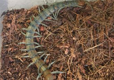 Scolopendra Polymorpha...sky Island Blue)