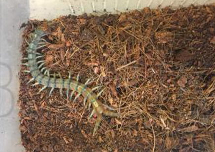 Scolopendra Polymorpha...sky Island Blue)