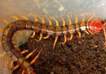 Scolopendra Sp Magshan