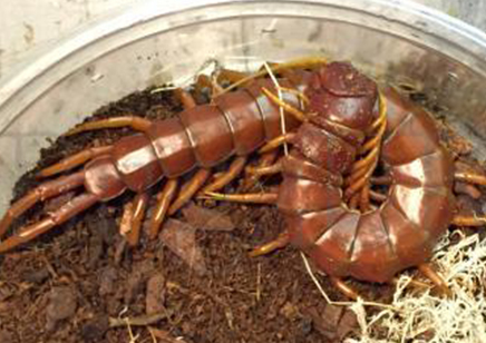 Scolopendra Sp..(hispaniola Red)