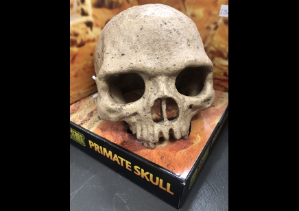 Large Skull Of Primate