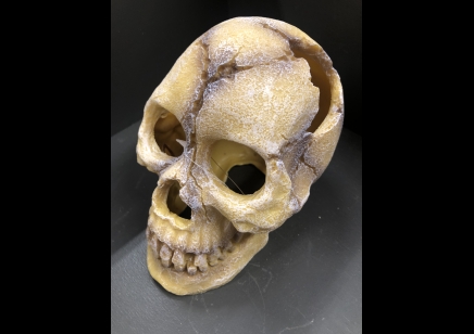 Large Human Skull 12 x 18 x13 cm