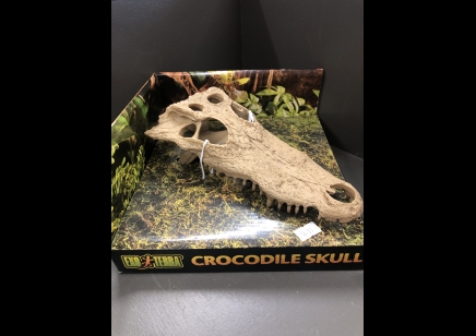 Large Skull Of Crocodile