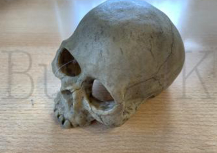 Small Human Skull